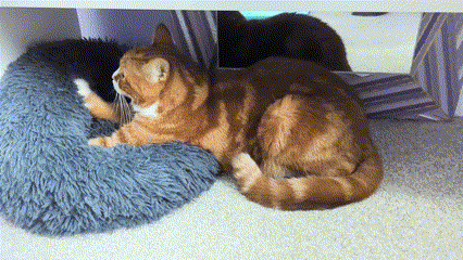 Alex Making Biscuits