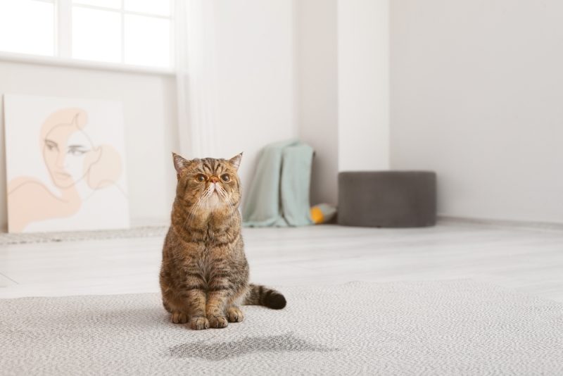 A cat standing on a carpet that has pee on it