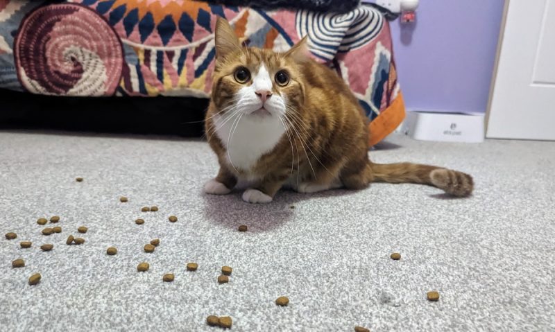 Alex wonders if there is more to life than just dry food.
