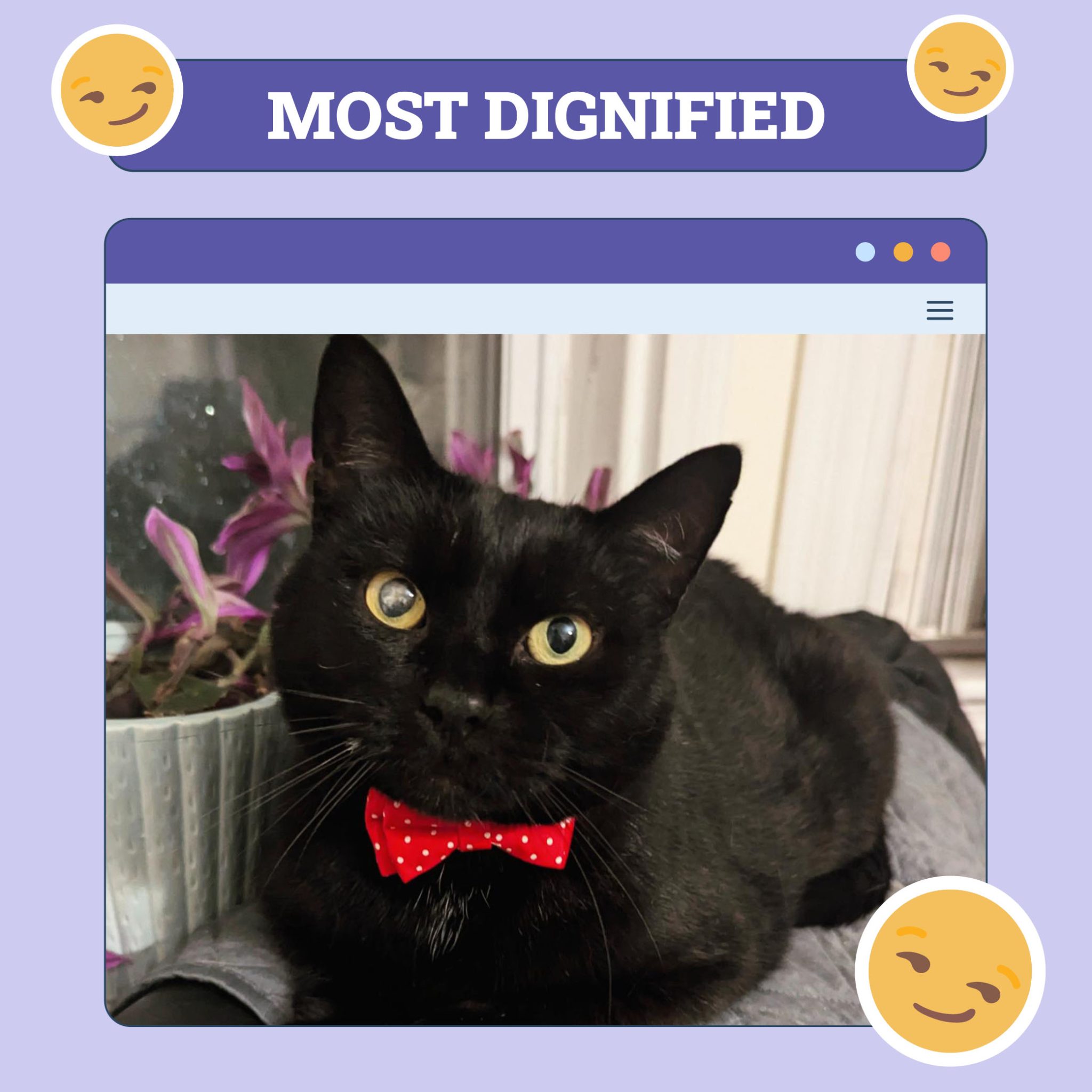 most dignified-bonkers
