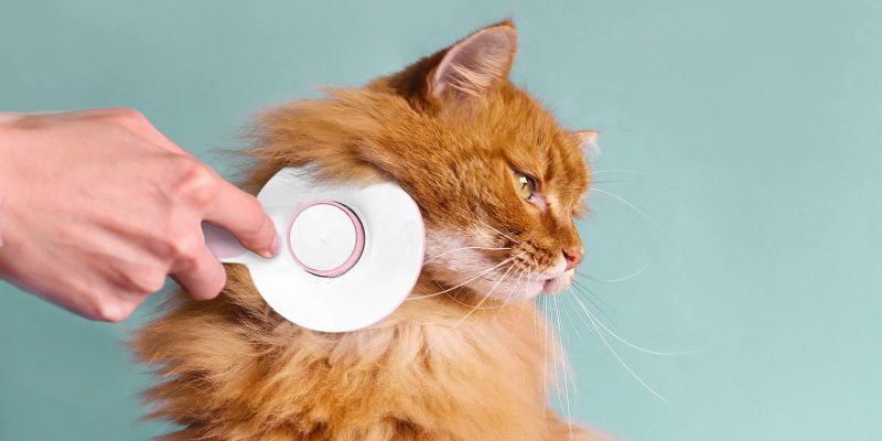 Hepper-Brush-Long-Hair-Cat-Orange-1024x576-2