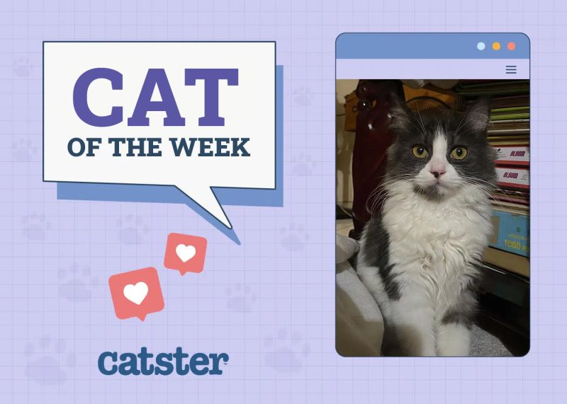 Cat of the week Nov 1