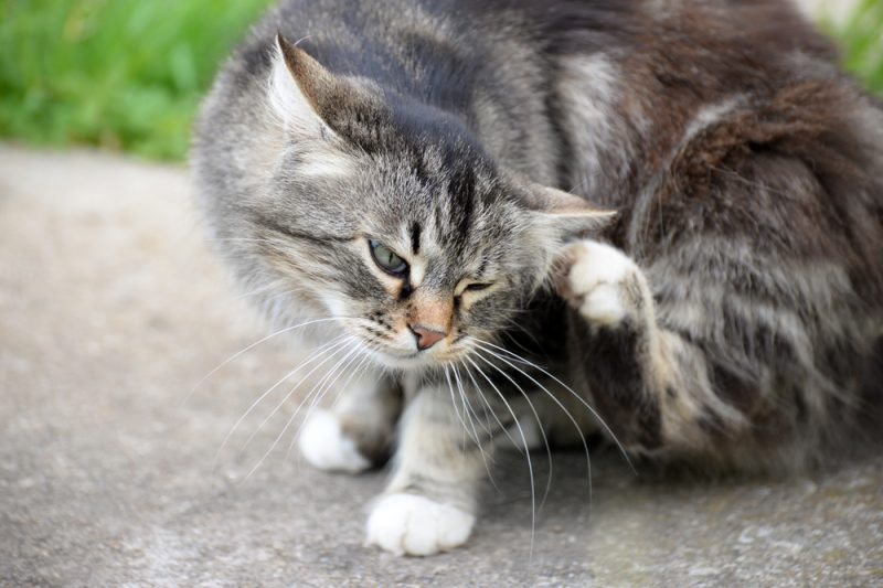Cat scratching fleas