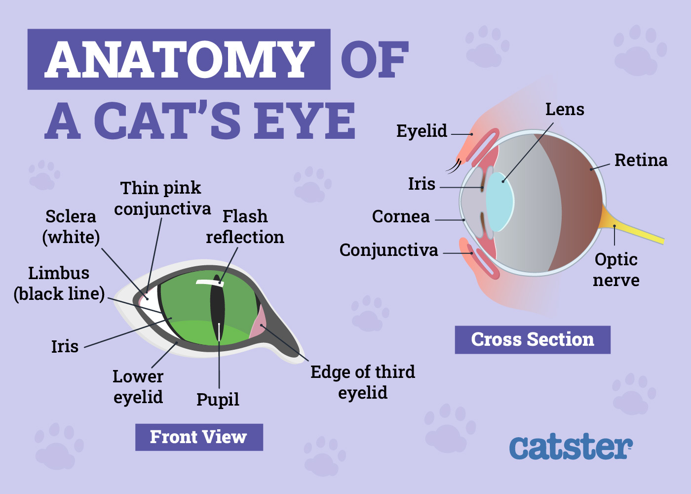 Anatomy of Cats Eye