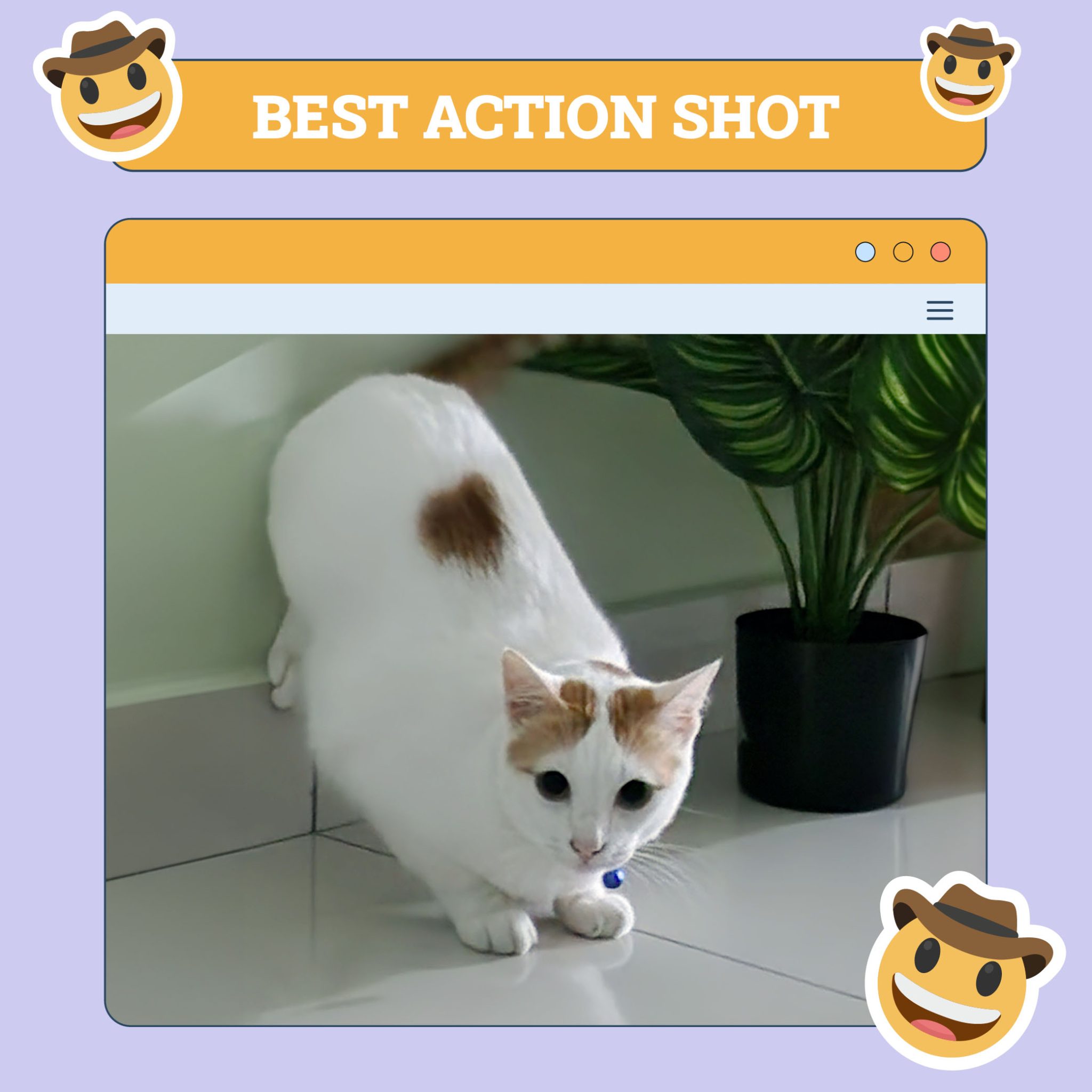 Catster_Best_Action-Shot_Junior Mao Lim