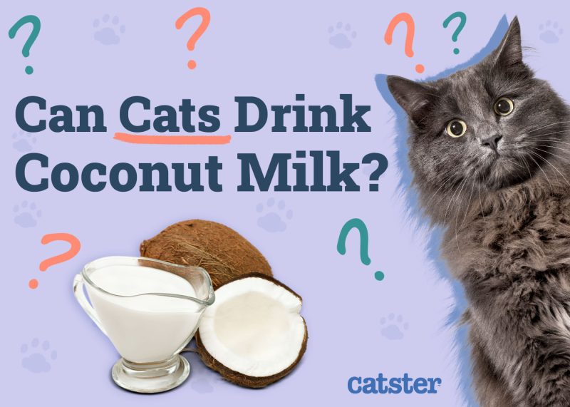 Can Cats Drink Coconut Water