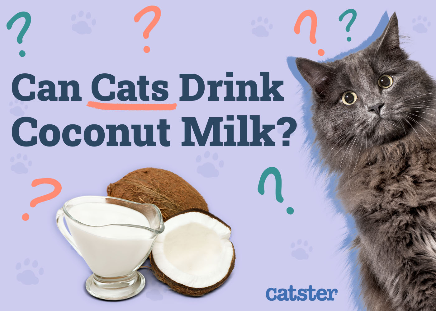 Can Cats Drink Coconut Water
