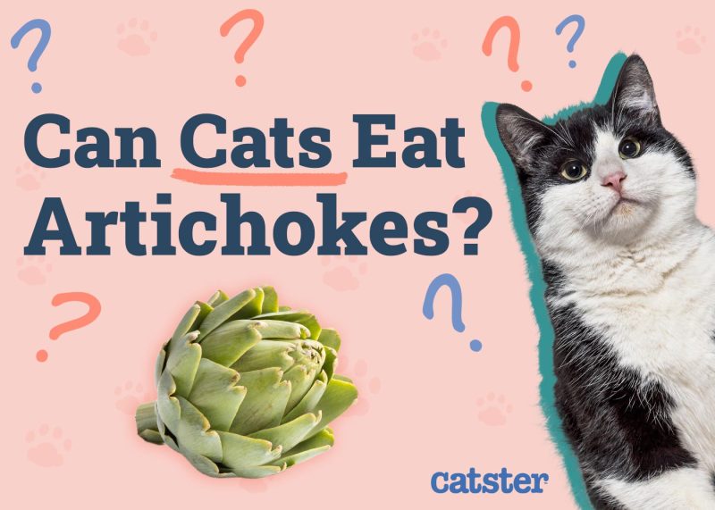 Can Cats Eat Artichokes
