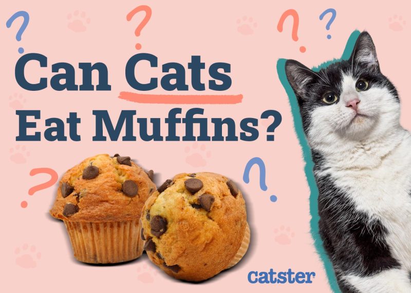 Can Cats Eat Muffins