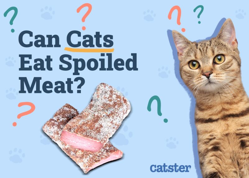 Can Cats Eat Spoiled Meat