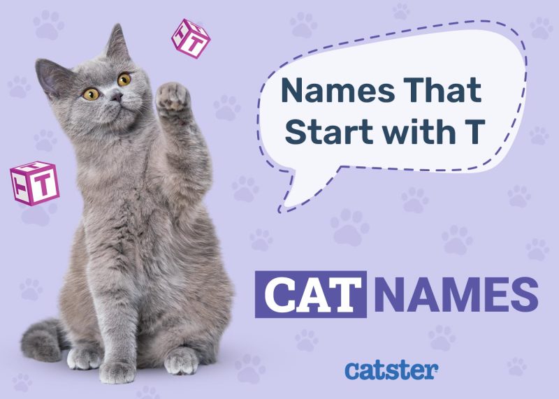 Cat Names That Start With T