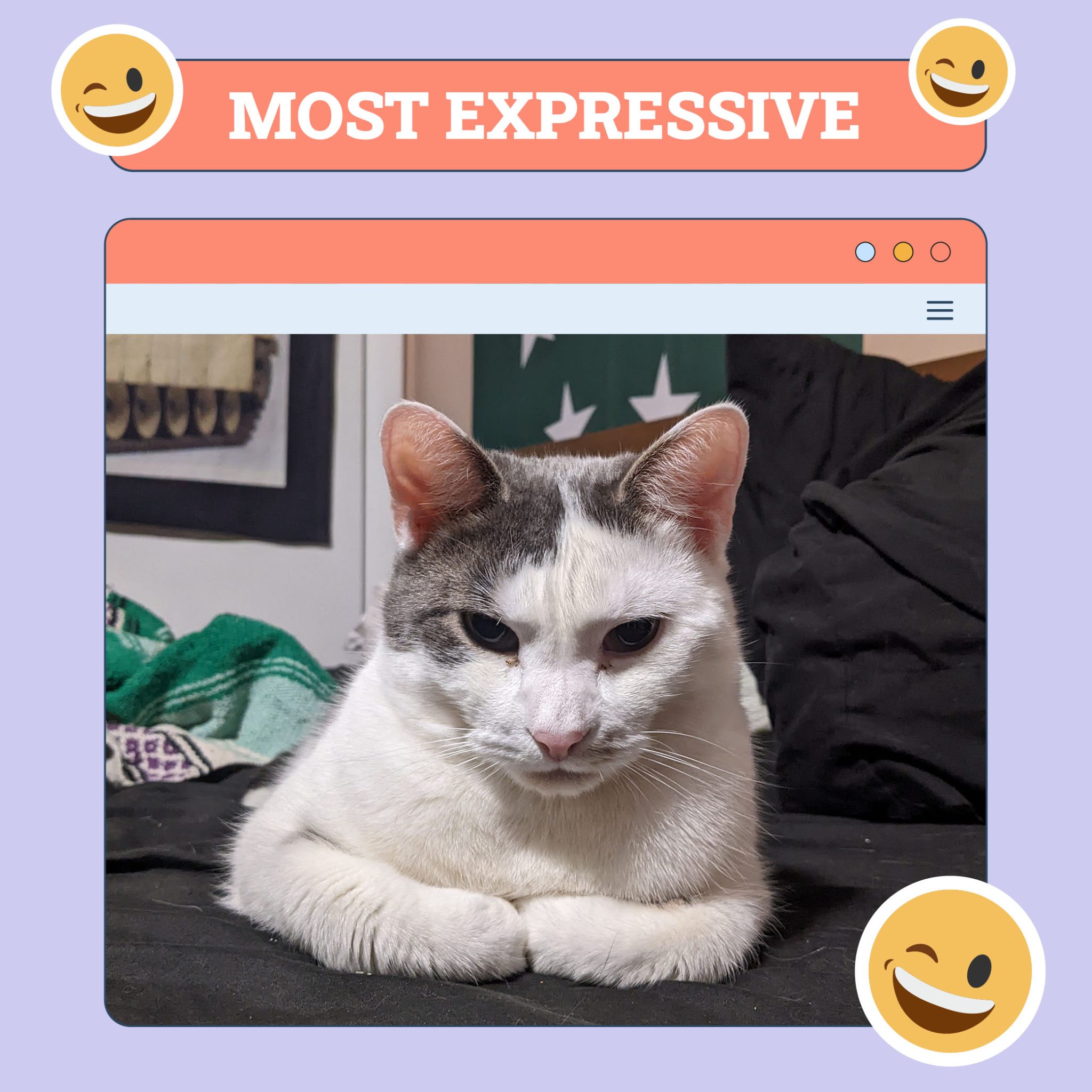 catster_most_expressive