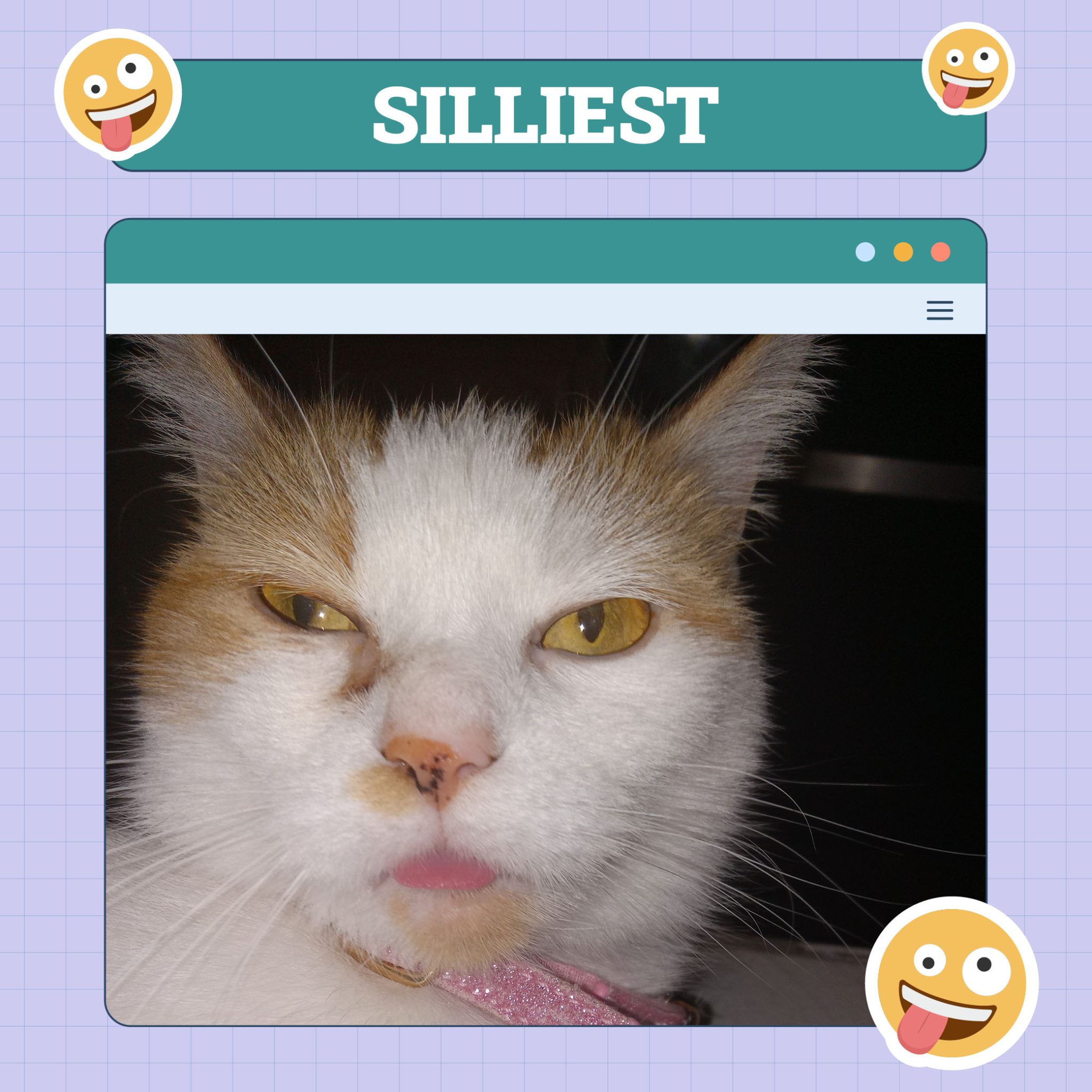 Catster_Silliest