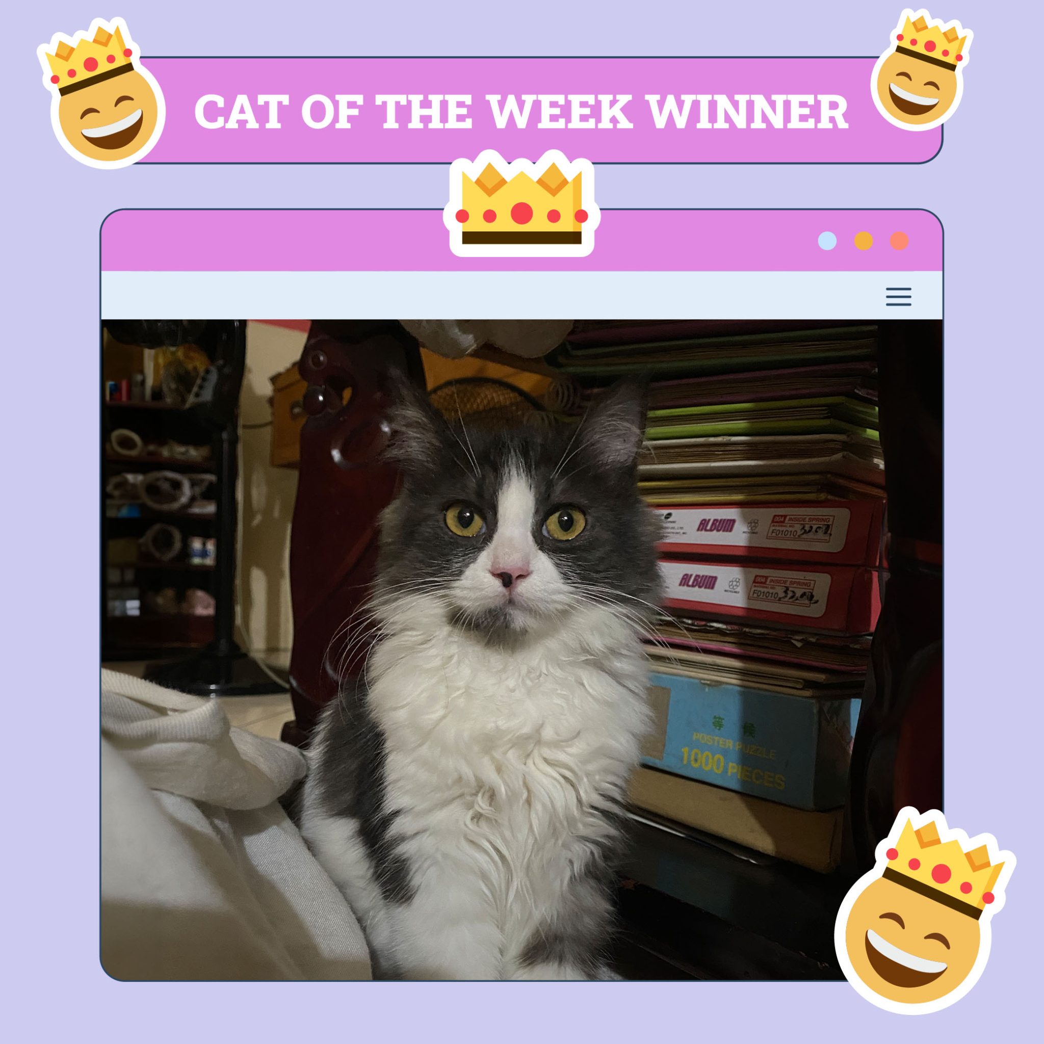 Catster_Winner_winner_Nov1