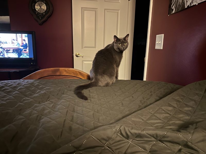 Christopher, are you watching Monty Python without me?