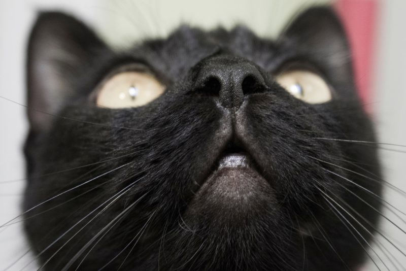 close-up photo of a cute black cat looking up