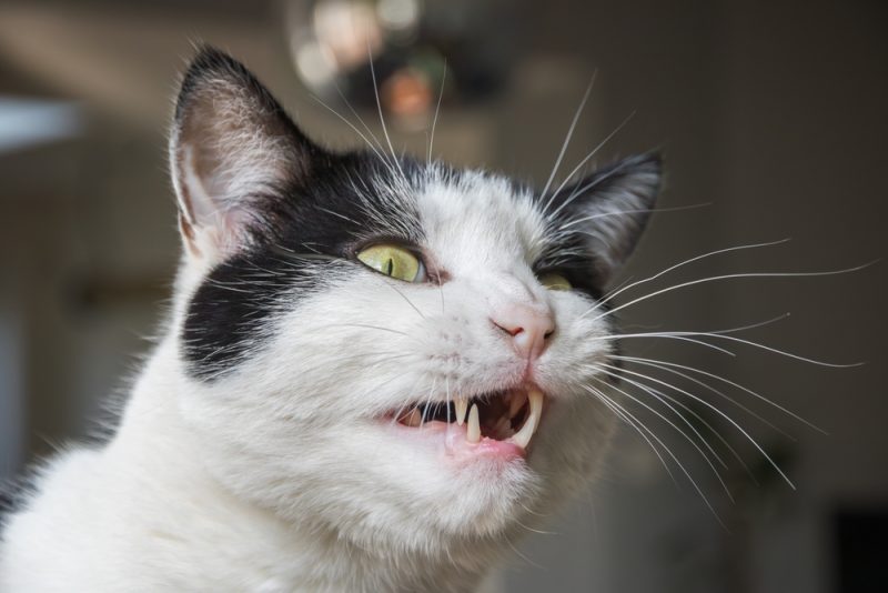 Closeup of a black and white cat grimacing