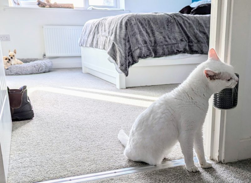 Clutch loves the door brush