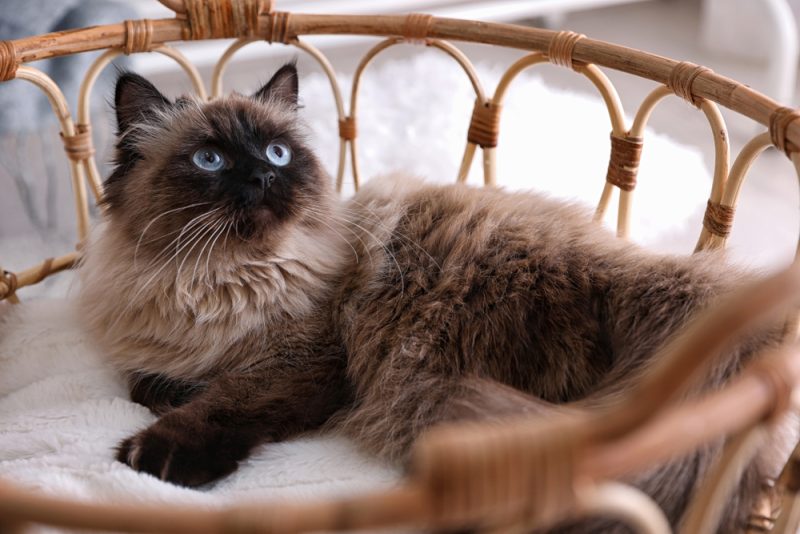 Cute Balinese cat in basket at home