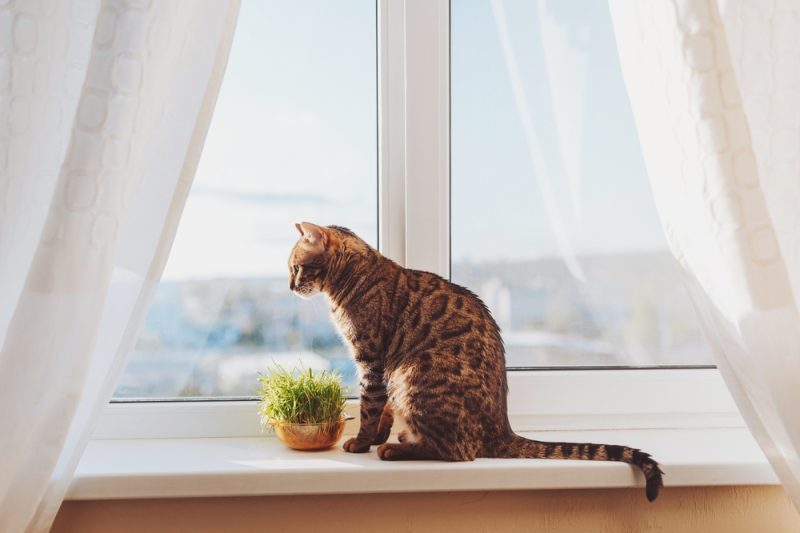 Cute bengal cat siting on window sill