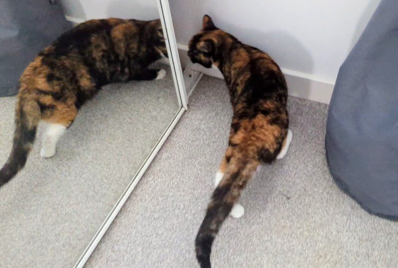 Disappearing into the wardrobe