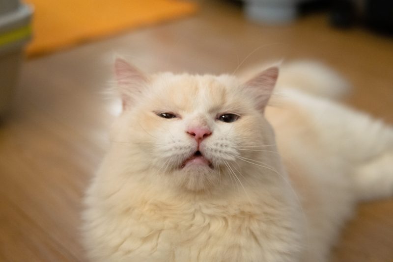 fluffy cat smelling while mouth is open