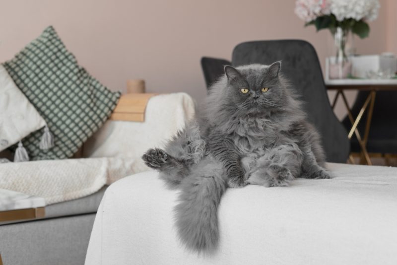 grey-persian-cat-sitting-on-sofa