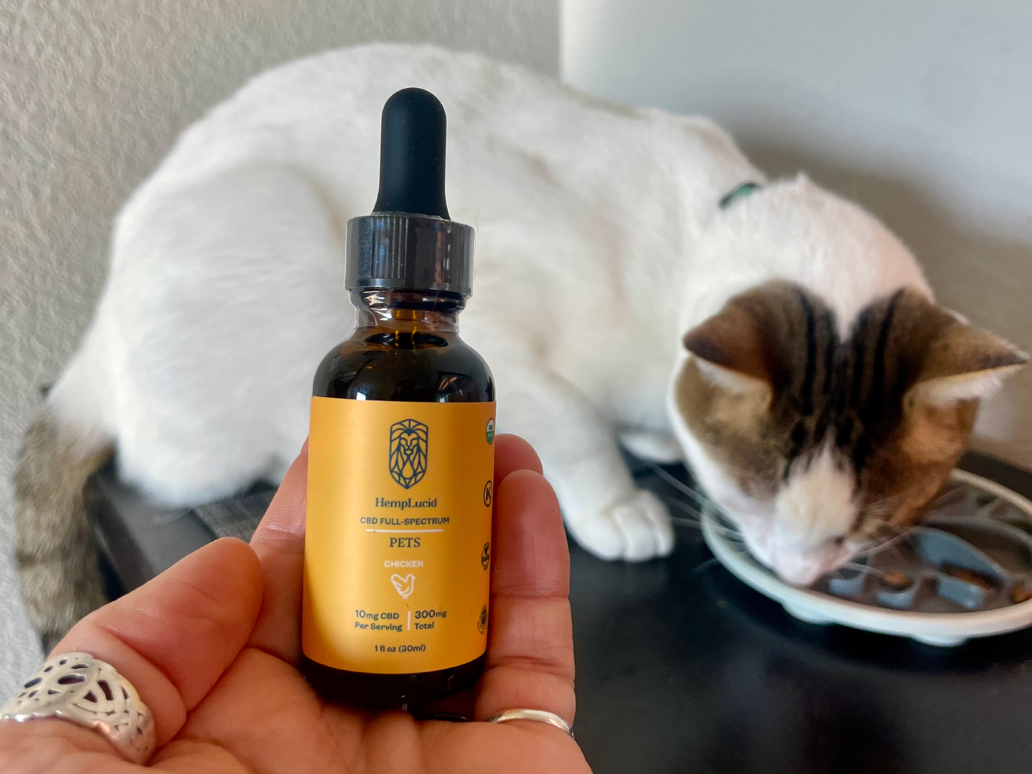 HempLucid Organic Full-Spectrum CBD - Sarah holding the bottle and makoa eating in the background