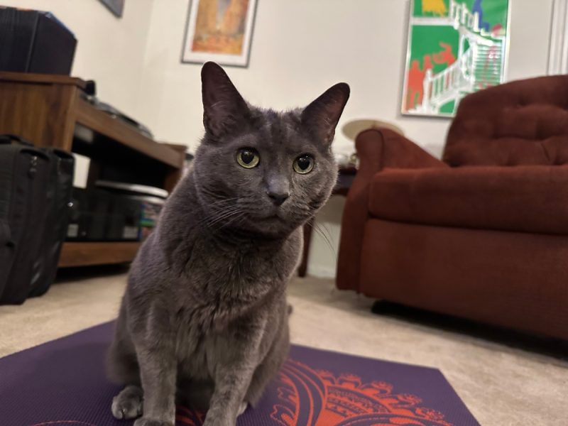 I'm not responding to your request because I'm a cat, and I don't want to.