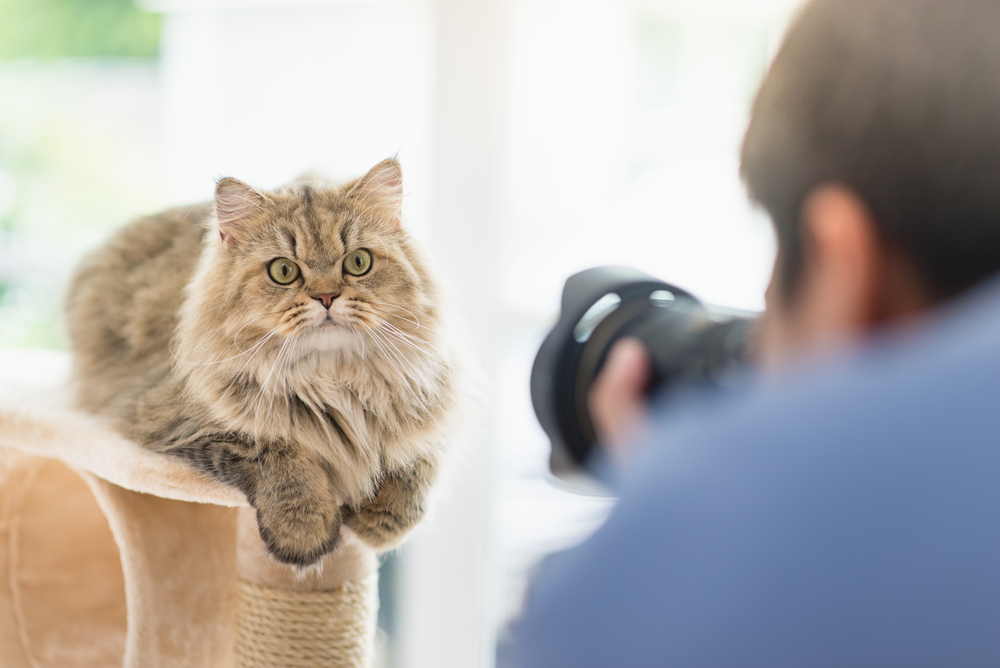 man taking photo of persian cat on a cat tree