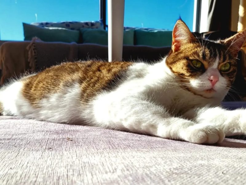 Milly sunbathing