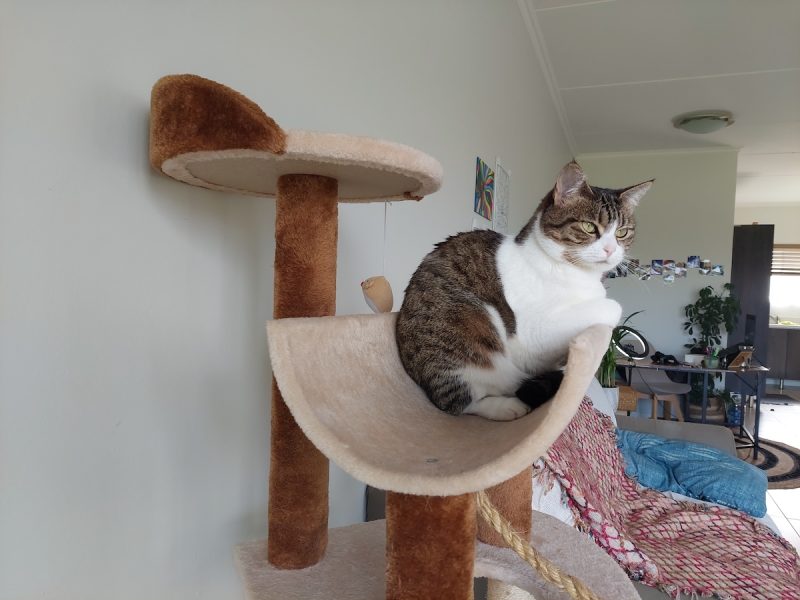 Milly's favorite cat tree spot