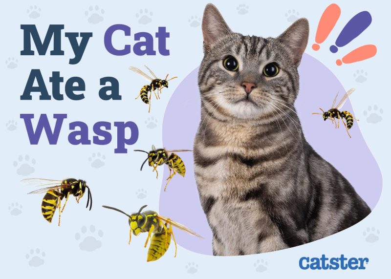 My Cat Ate a Wasp