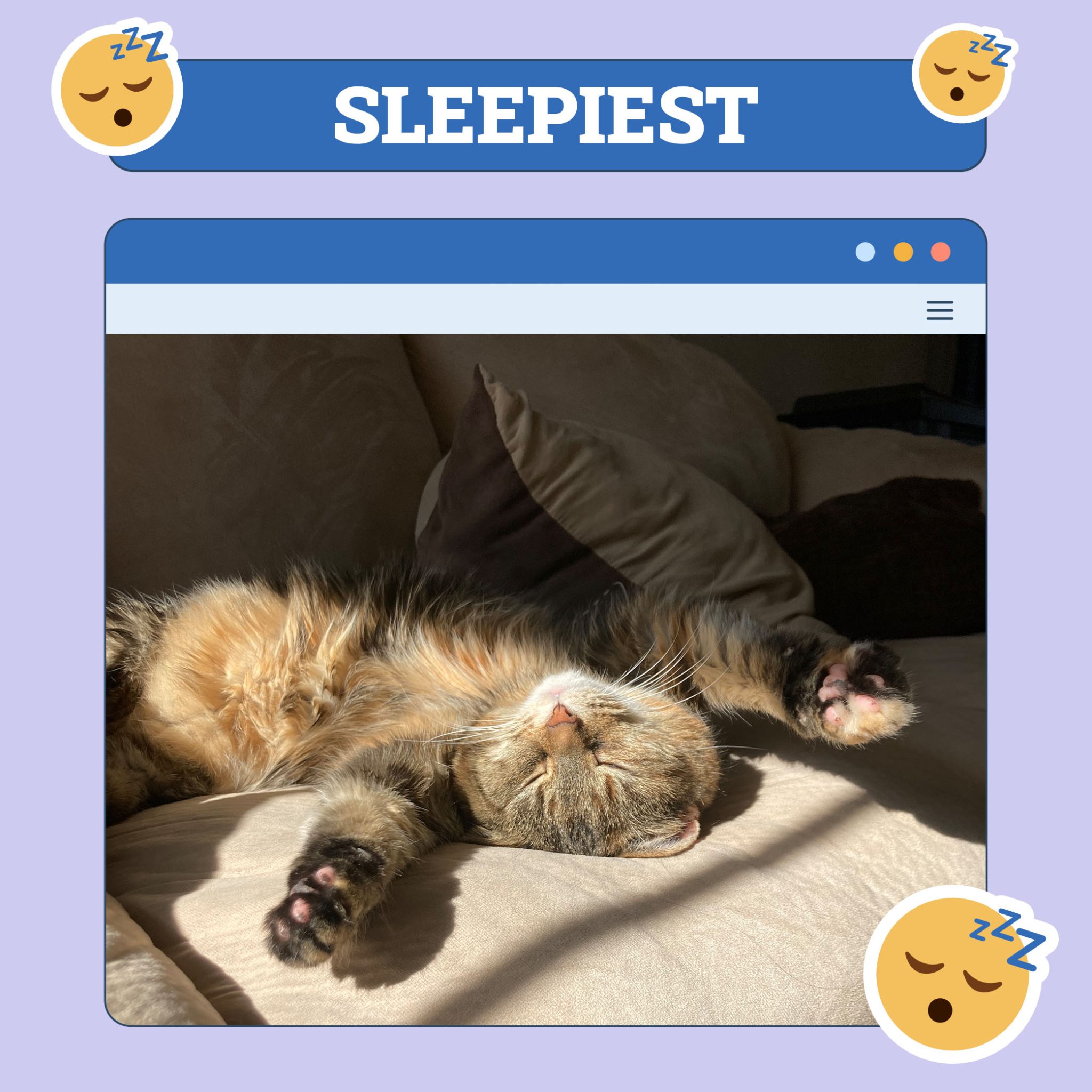 new kitty_sleepiest