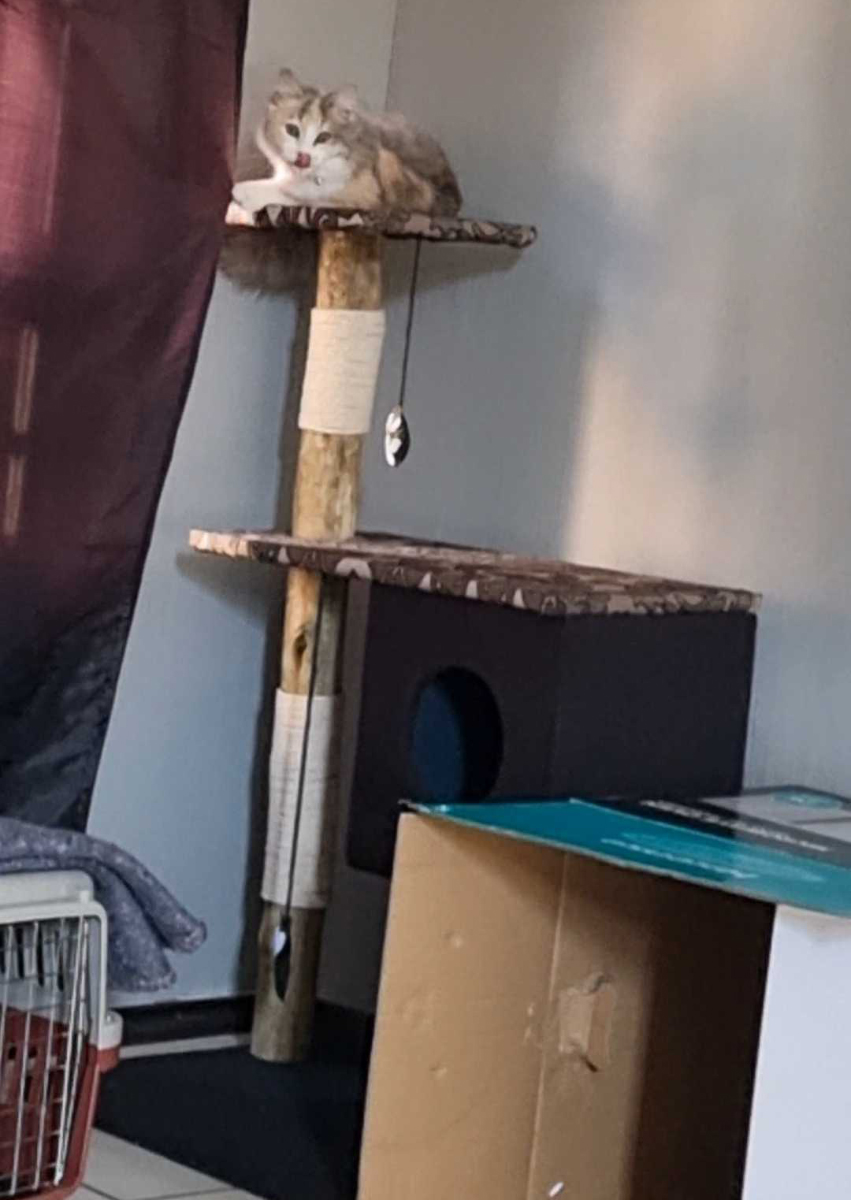 On her DIY cat tree with one of the beloved boxes