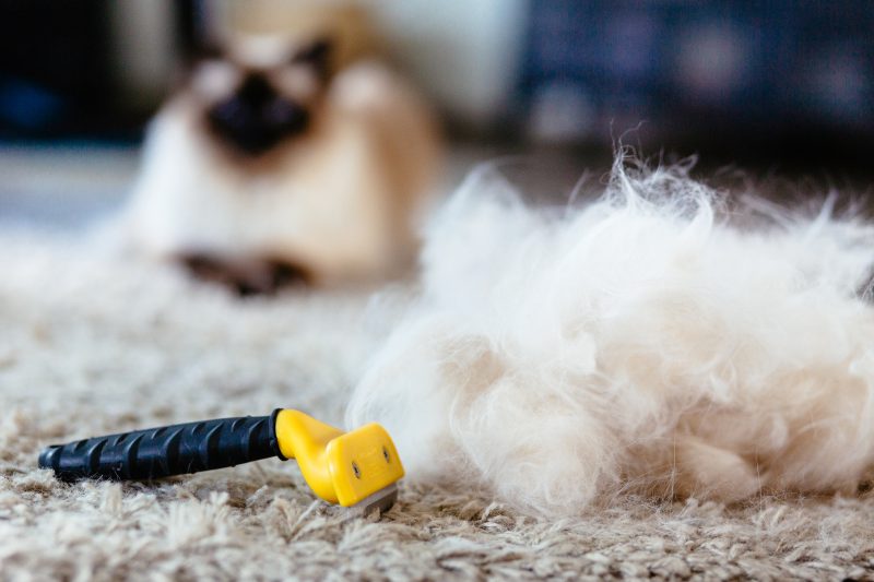 Ragdoll Cat looking at a pile of its own cat fur brushed after using a comb specialized for combing a cat fur