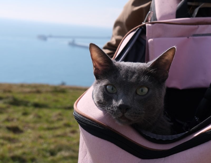 Raphael the Russian Blue in a cat backpack
