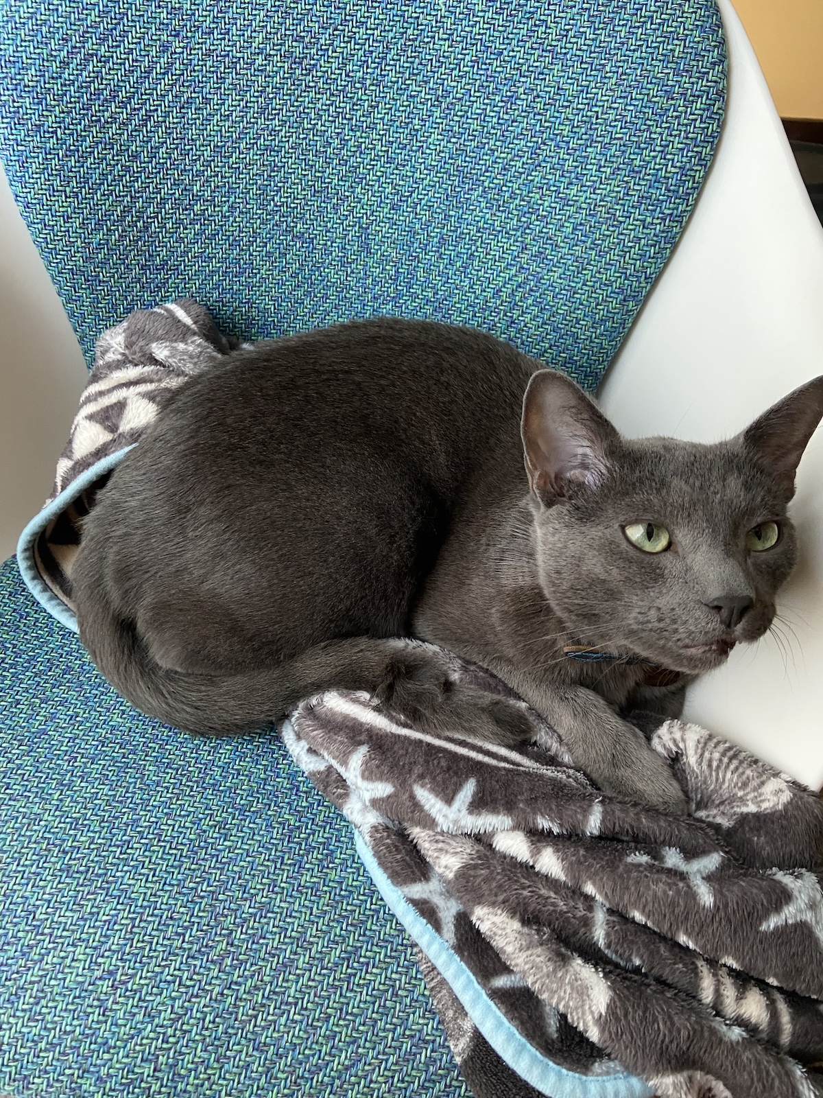 Raphy lying on a chair