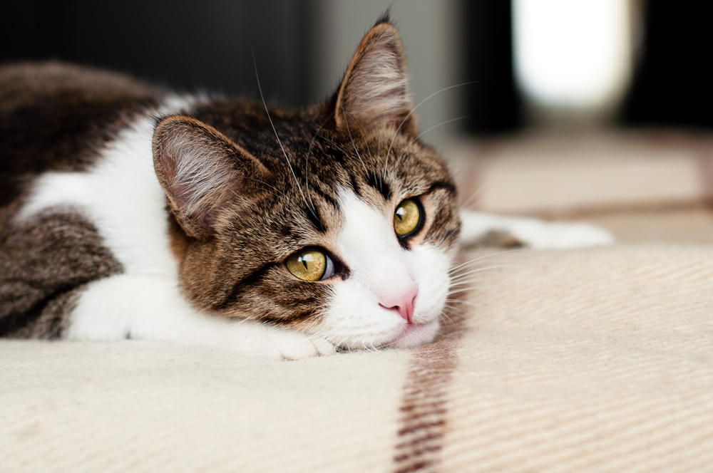 Sad-cat-lying-on-carpet