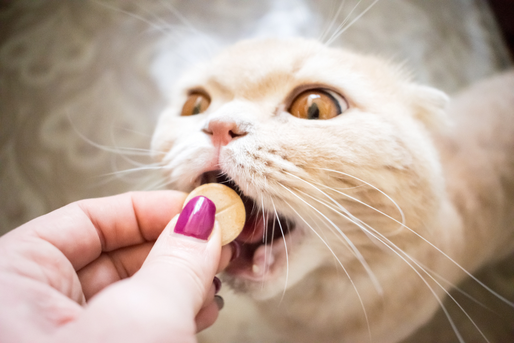 Scottish Cat with gold eyes takes a pill or medicine close up