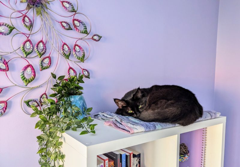 Shelving space for cats is a must