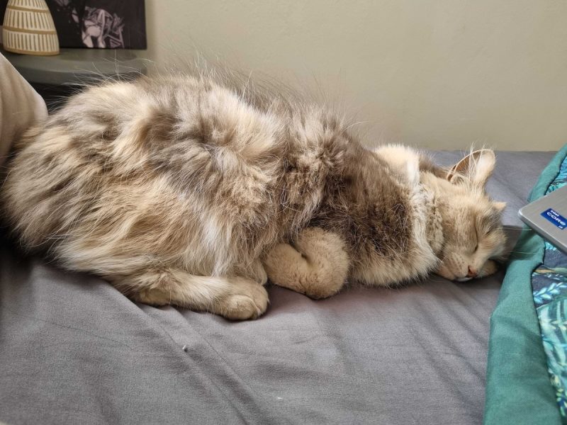 Sleeping Beauty