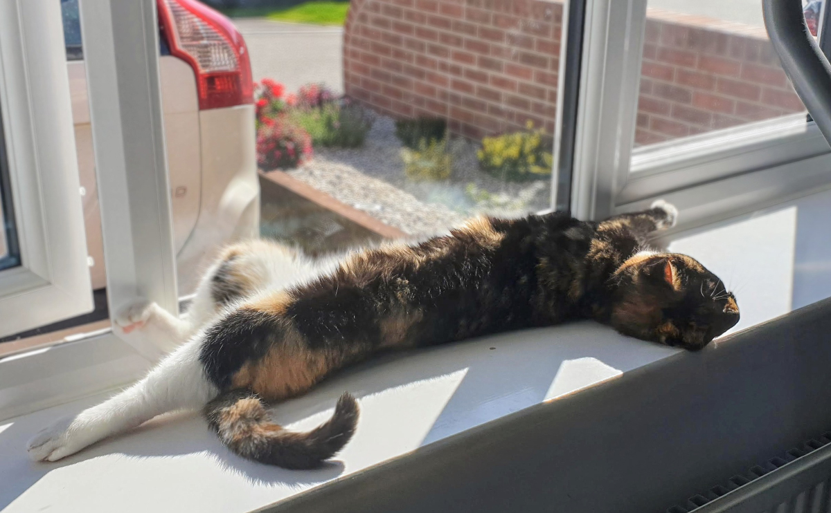 The relaxed Zazzles
