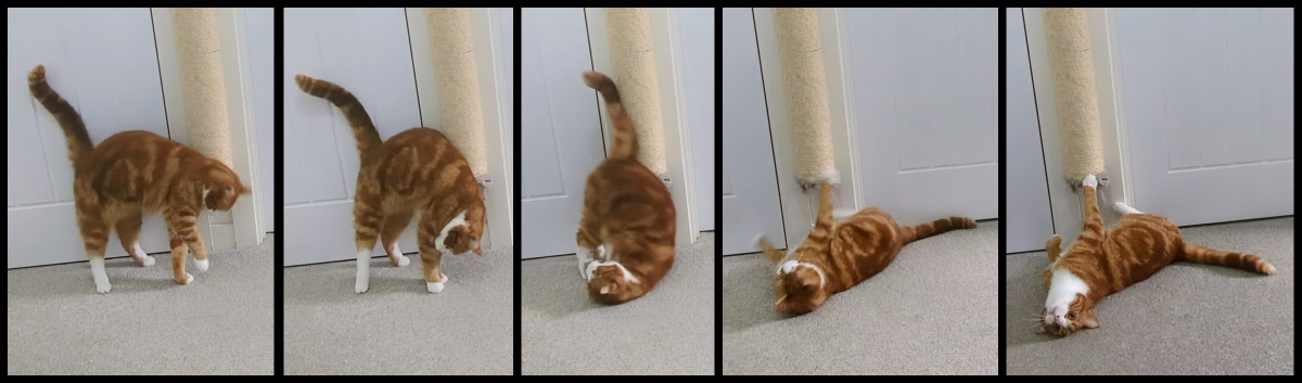 The Somersault