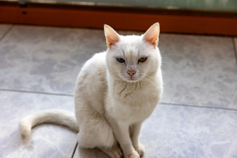 Turkish Vankedisi cat sitting on tiled floor