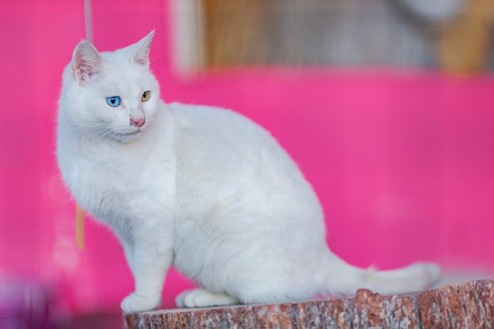 Turkish Vankedisi cat sitting outdoor