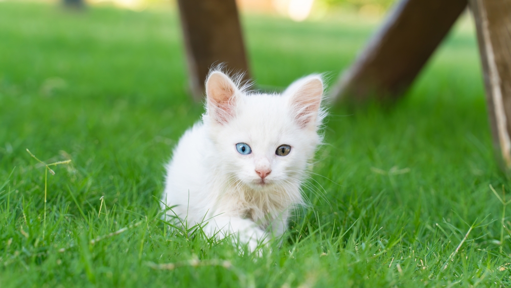 Turkish Vankedisi kitten walking on grass_