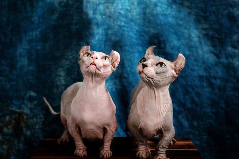 Two Dwelf cats standing next to each other