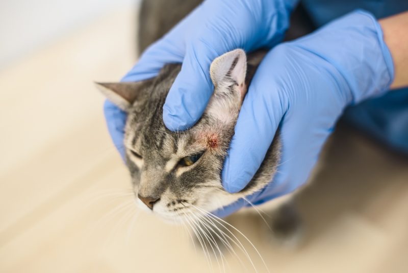 vet examining a skin disease of a cat