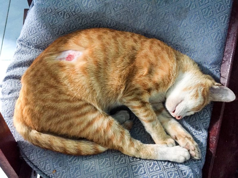 wound on the skin of an orange cat